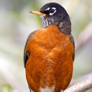 Male. Male.