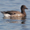 Juvenile. Note: black neck.