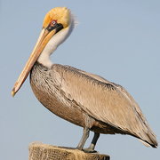 Nonbreeding adult. Nonbreeding adult.