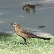 Female Female