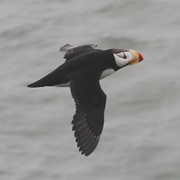 Breeding adult in flight Breeding adult in flight
