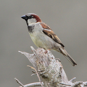 Male Male