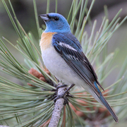 Male Male