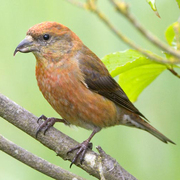 Male Male
