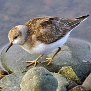 male male