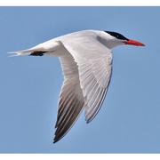 Adult breeding. Note: heavy red bill Adult breeding. Note: heavy red bill