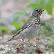 Note: heavily spotted breast and olive flanks. Note: heavily spotted breast and olive flanks.
