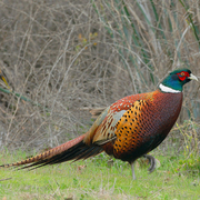 Male Male