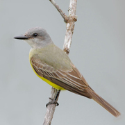 Note: long bill, bright yellow belly, green back, and light brown tail. Note: long bill, bright yellow belly, green back, and light brown tail.