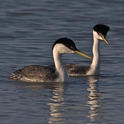 Pair of breeding adults Pair of breeding adults