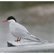 Adult breeding. Note: short all red bill and legs Adult breeding. Note: short all red bill and legs