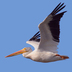 Nonbreeding adult Nonbreeding adult