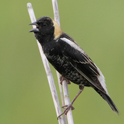 Male Male