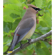 Note: brownish yellow body, white undertail coverts, and yellow tip to tail. Note: brownish yellow body, white undertail coverts, and yellow tip to tail.