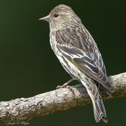 Female. Note: white wing bars. Female. Note: white wing bars.