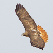 Adult (light morph). Note: dark upperwing with red tail. Adult (light morph). Note: dark upperwing with red tail.
