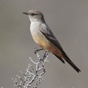 Note: gray back and rufous belly. Note: gray back and rufous belly.